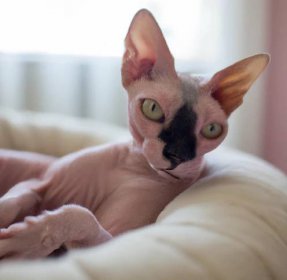 Is It Ok To Shave A Sphynx Cat?