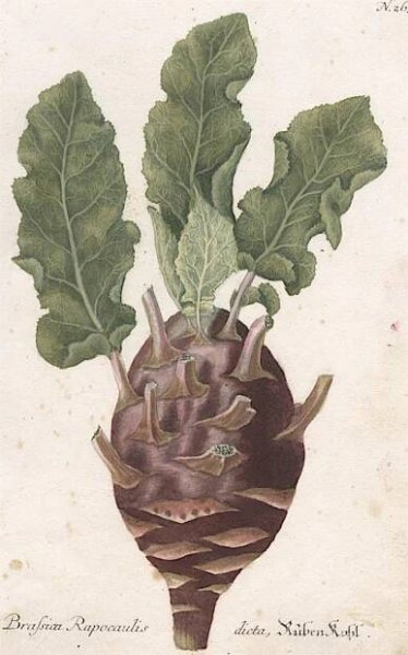 Brukev polní, Weinmann, kolor. mědiryt, 1742