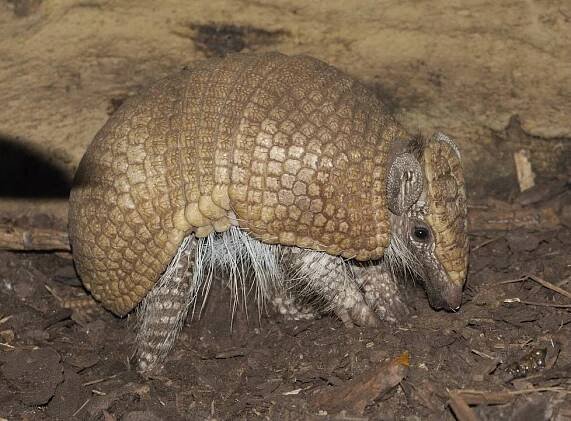 Překvapení v Zoo Plzeň: Malého pásovce máma týdny schovávala