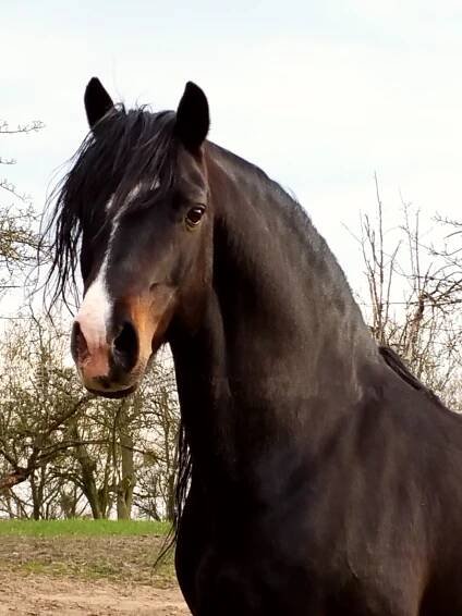 Camelot Welsh Cob - Home