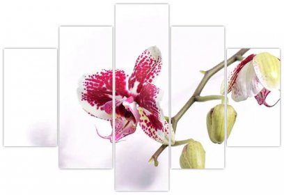 Obraz květu orchideje (V021552V150105)