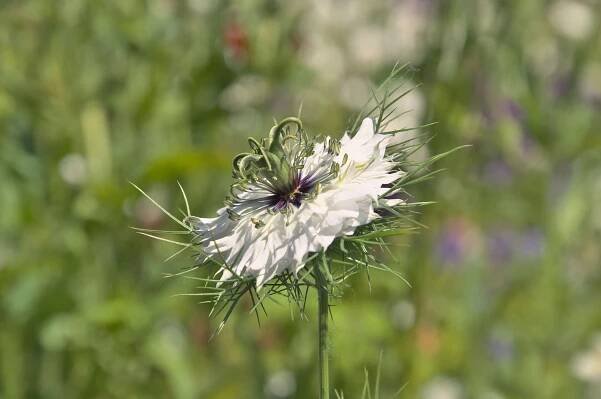 Поле Nigella Sativa