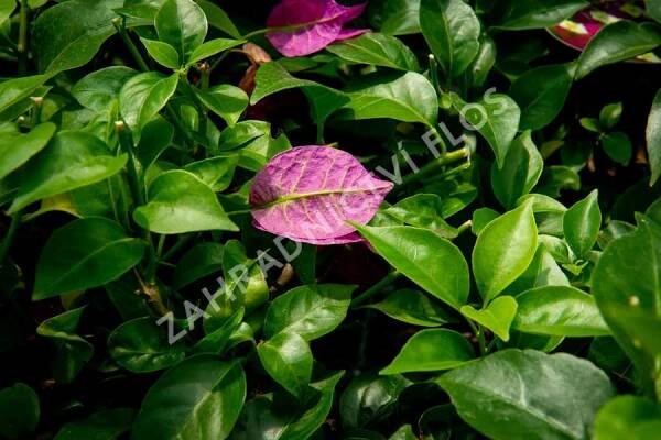 Bugenvilea lysá 'Sanderiana' - Bougainvillea glabra 'Sanderiana'