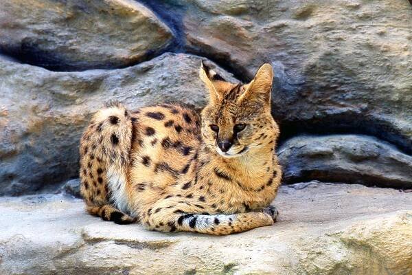 794_serval_1_125.jpg