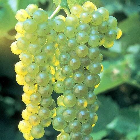 Lakemont Seedless Grape Vine