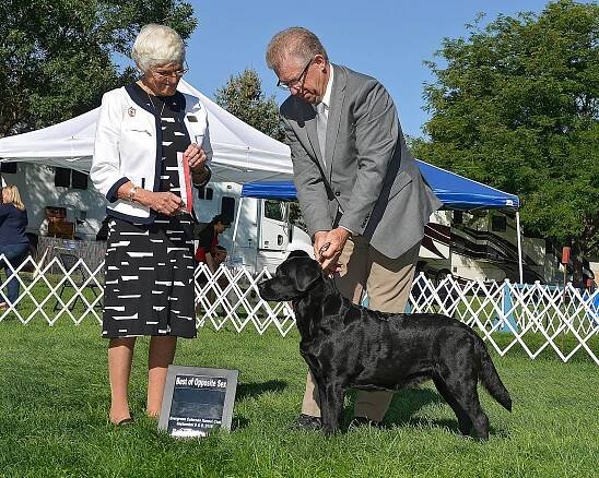 GCH Everso's Little Sure Shot at Union Hill JH WC, aka Annie - Union Hill Labradors