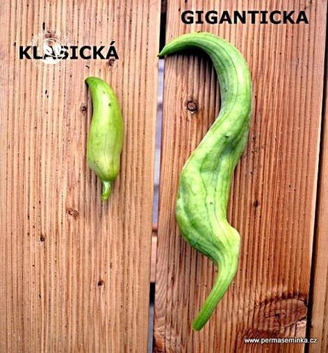Gigantická ačokča
