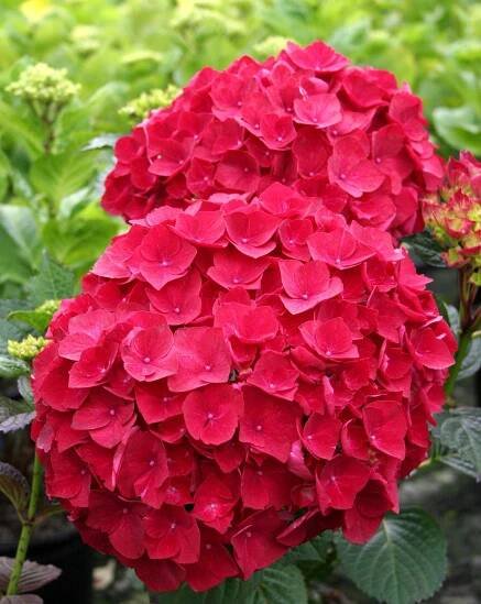 Hortenzie zahradní ROYAL RED