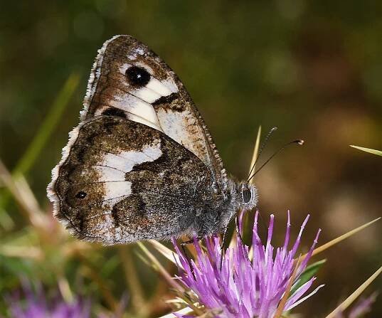 Pseudochazara amalthea, Crete - photo © Marinos Gogolos