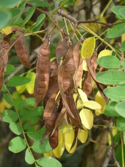 Trnovník akát (Robinia pseudoacacia)