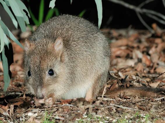 Brush-tailed Bettong (Woylie) | Australian Wildlife Conservancy