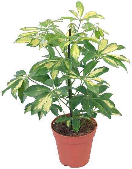 GROW by OBI Šeflera Gerda průměr květináče cca 14 cm nakoupit u OBI