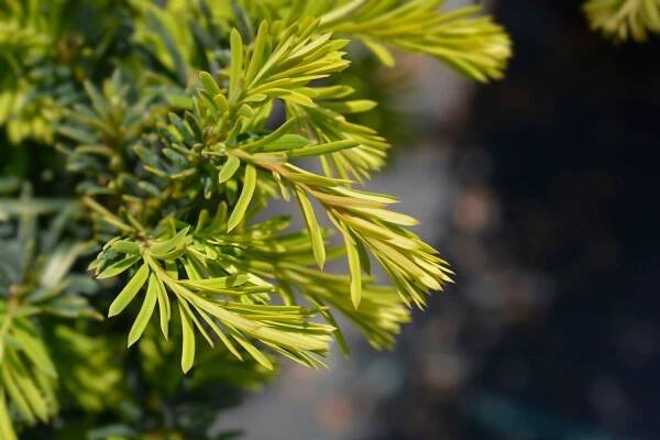 Taxus baccata summergold