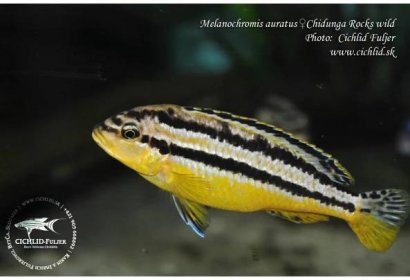 Melanochromis-auratus-Chidunga-Rocks-(10)
