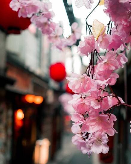 3270X4087 Sakura Wallpaper and Background