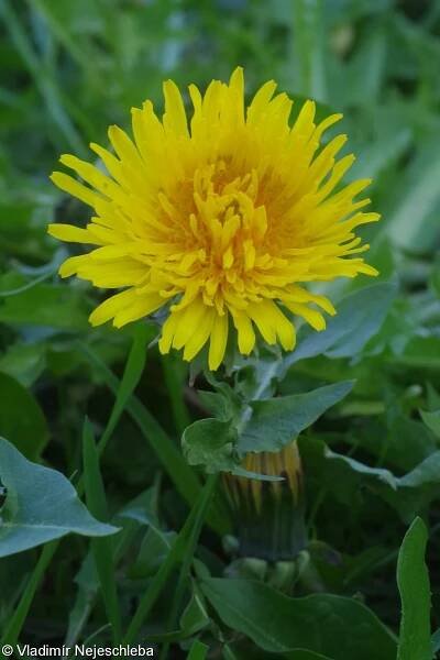 Taraxacum sect. Taraxacum – pampelišky smetánky • Pladias: Databáze české flóry a vegetace
