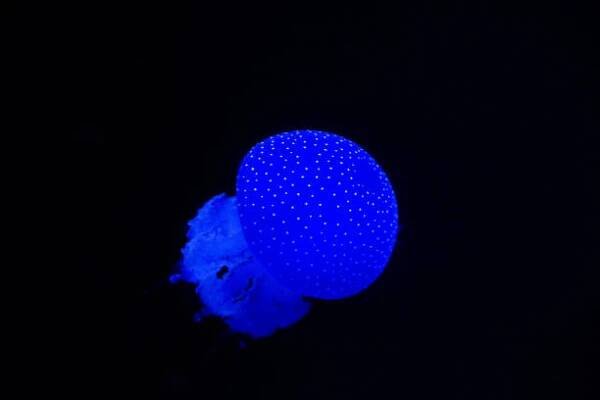 fluorescenční modrá medúza - medúzovci - stock snímky, obrázky a fotky