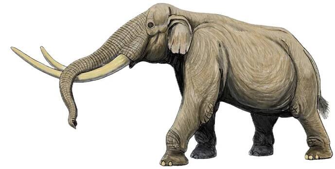 Stegodon