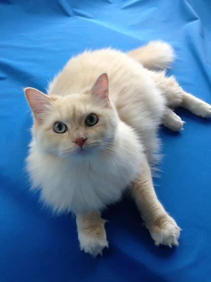 kansas city pet sitting dog sitting cat sitting dog walking dog walker pet sitter finn friday