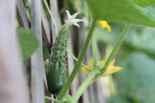 cucumber