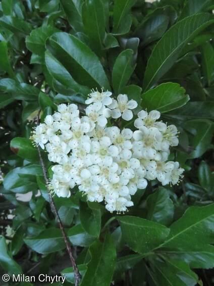 Pyracantha coccinea – hlohyně šarlatová