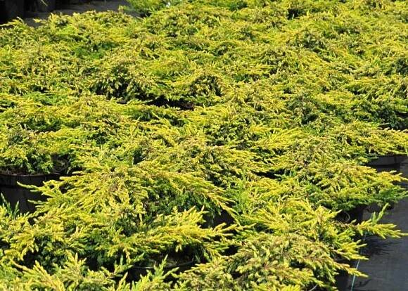 Juniperus communis Goldschatz | Juniperus - jalovec |Zahradnictví Franc 