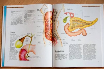 Lidské tělo - tělní systémy, orgány, funkce,