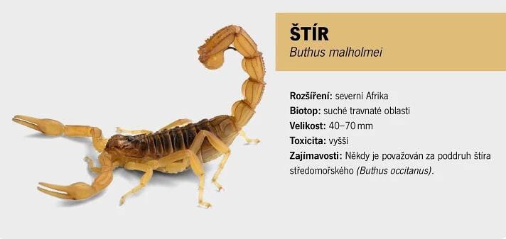 Štíři
