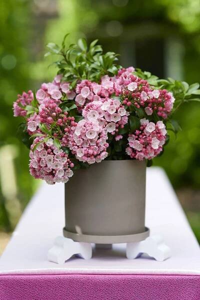 Hortinno® Kalmia latifolia Little Linda