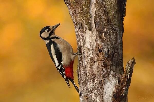 Datlovití ptáci jsou důležitou součástí ochrany lesa. - AVIFAUNA - Český online magazín o ptácích