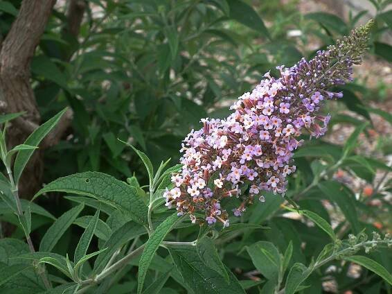 Buddleja davidii - Wikimedia Commons