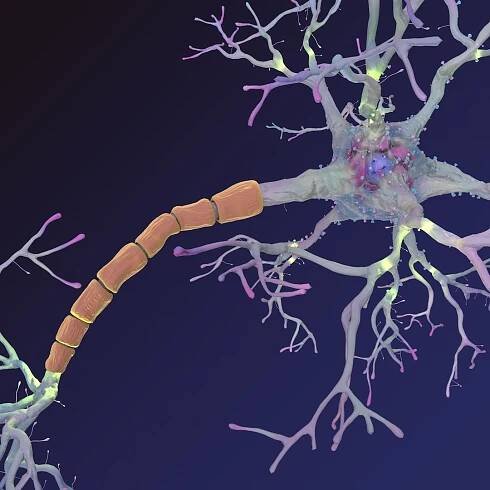 neuron synapses myelin 3d model https://p.turbosquid.com/ts-thumb/Lk/nKhBnC/TrnLpelZ/neurons_11/jpg/1477657164/1920x1080/fit_q87/9d488c6648d05f29e21d7318f258e349f1ea668f/neurons_11.jpg