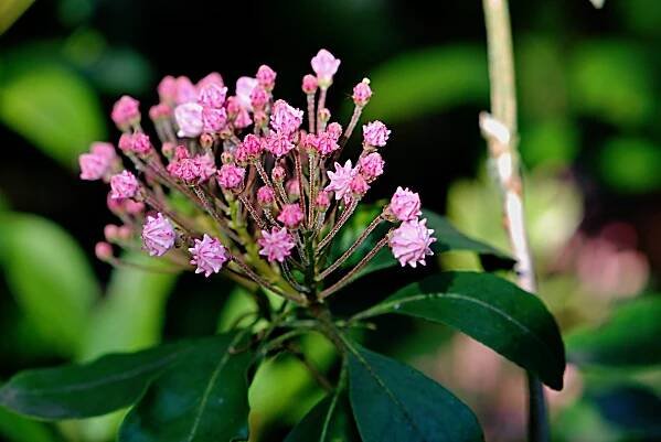 Mamota širokolistá (Kalmia latifolia), květy, květenství