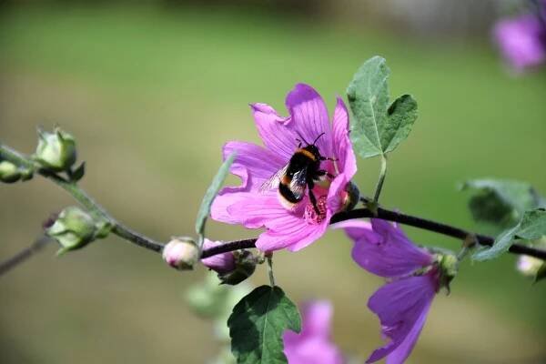 Sléz, Malva, Slézovité, Květ, Bloom