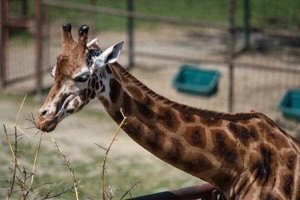 Vstupné do olomoucké zoo zdražuje. Kolik se platí jinde?