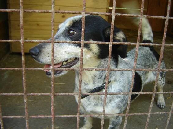 Bessi - útulek Rožnov pod Radhoštěm ♣ - ADOPTOVANÁ - Home4Pets