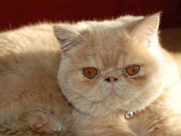 Perská kočka a její zploštělý nos