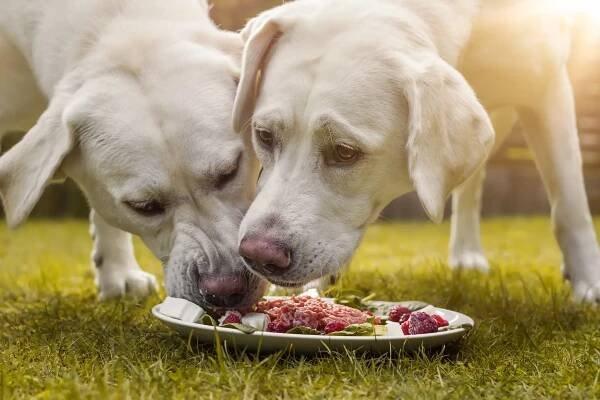 Vorteile Labrador BARFen