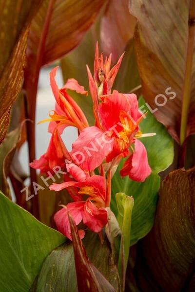 Dosna indická 'Orange' - Canna indica 'Orange'