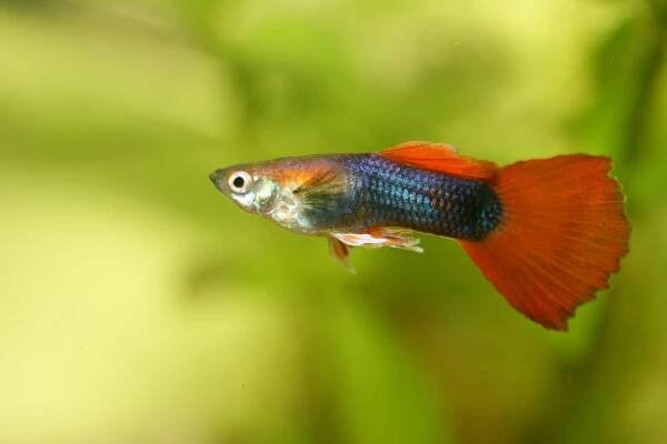 Paví očko (Poecilia reticulata) — Stock obrázek