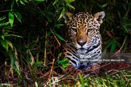 Jaguár (Panthera všichni) - Bez autorských poplatků Jaguár americký Stock fotka