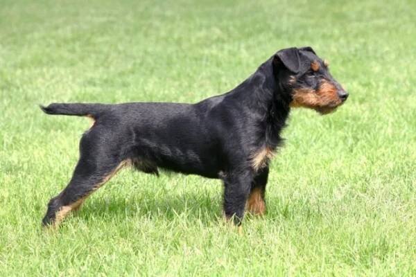 Jagdteriér