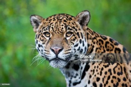 Fotografie ohromujícího Jaguára ve volné přírodě - Bez autorských poplatků Jaguár americký Stock fotka