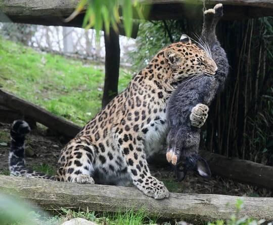 Olomoucká zoo ukázala svou chloubu, vzácná levhartice je nadějí pro další chov