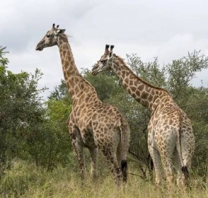 Žirafy v Jižní Africe — Stock obrázek