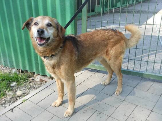 Psi k adopci z útulků, azylů a neziskových organizací
