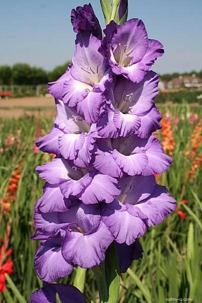 Mečík Magdaléna (Gladiolus)