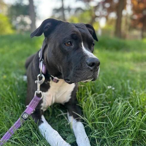 paníček Lucie M. 🐕 Bessie
