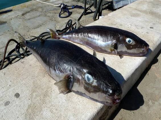 Lagocephalus sceleratus – Wikispecies