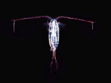 jaké zvíře je plankton ze spongeboba